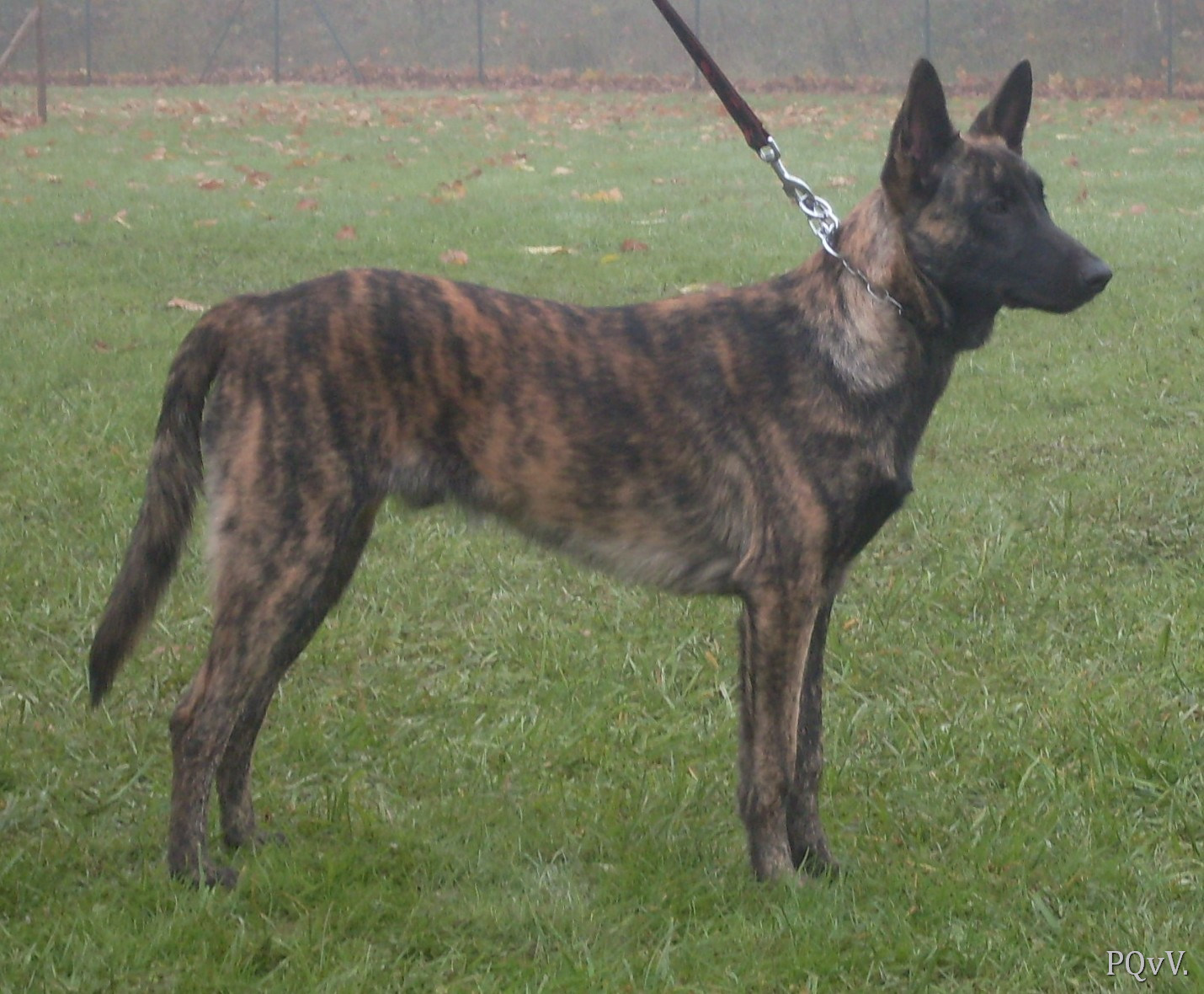 Mac Khalahann’s Haston 